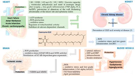 q10.0.0.1|Coenzyme Q10: Clinical Applications in Cardiovascular Diseases.